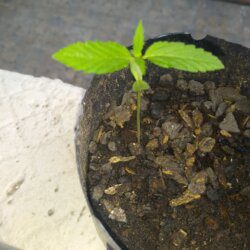 Primeiro cultivo planta 2 - sem 2 - 