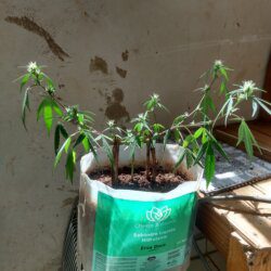 Meu primeiro cultivo Marijuana(prenseed) - sem 15 - 