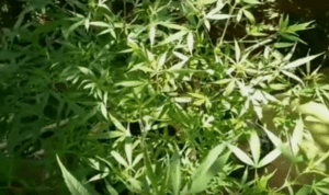 planta cannabis