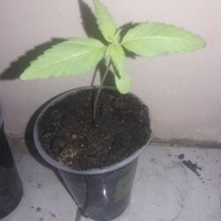 My Cannabis - semana 3 - 