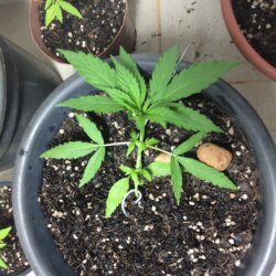 Primeira Cannabis - semana 3 - Dia 21
