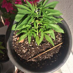 Primeira Cannabis - sem 4 - Dia 28