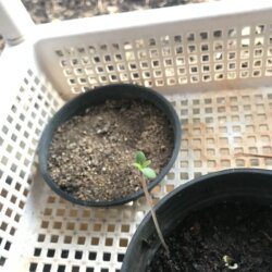 Meu primeiro plantio - semana 1 - 