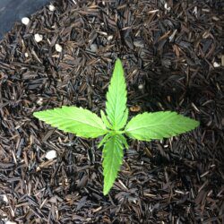 Primeira Cannabis - semana 2 - Dia 12