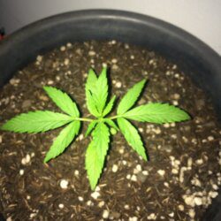 Primeira Cannabis - semana 3 - Dia 17