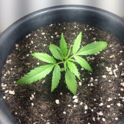 Primeira Cannabis - semana 3 - Dia 16