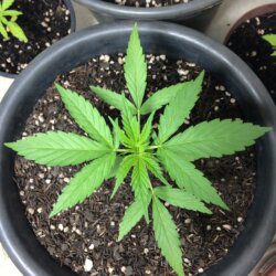 Primeira Cannabis - semana 3 - Dia 20