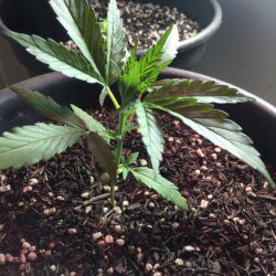 Primeira Cannabis - semana 3 - Dia 19
