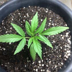 Primeira Cannabis - semana 3 - Dia 18
