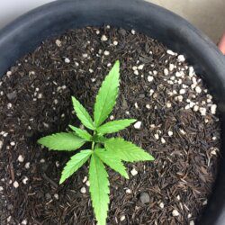 Primeira Cannabis - sem 3 - Dia 15
