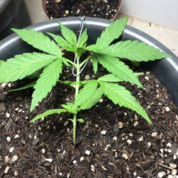Primeira Cannabis - semana 3 - Dia 20