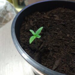 Feiticeira Escarlate - semana 1 - 