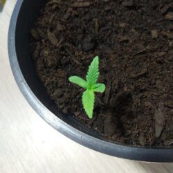 Feiticeira Escarlate - semana 1 - 