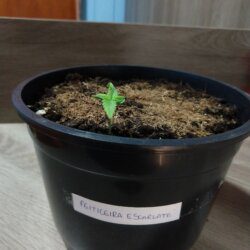 Feiticeira Escarlate - semana 1 - 