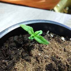 Feiticeira Escarlate - semana 1 - 