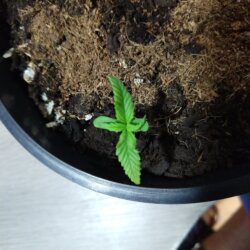 Feiticeira Escarlate - semana 1 - 