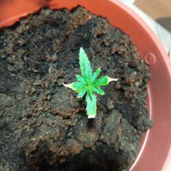 Feiticeira Escarlate - semana 3 - 