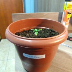 Feiticeira Escarlate - semana 3 - 