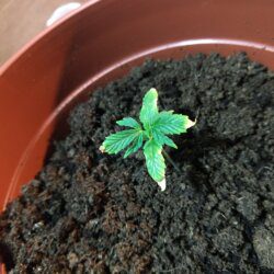 Feiticeira Escarlate - semana 3 - 