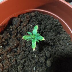 Feiticeira Escarlate - semana 3 - 