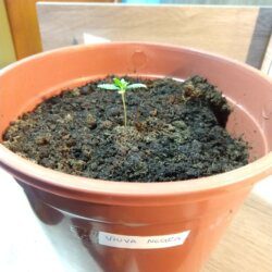 Feiticeira Escarlate - semana 3 - 
