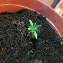Feiticeira Escarlate - semana 3 - 