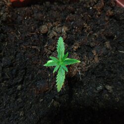 Feiticeira Escarlate - semana 3 - 