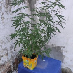 Mary Jane Soltinha - semana 12 - 85cm na pré flora