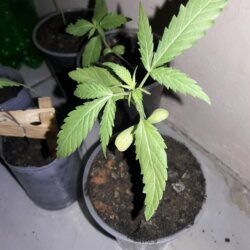 My Cannabis - semana 4 - 