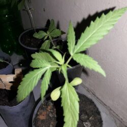 My Cannabis - semana 4 - 