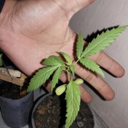 My Cannabis - sem 4 - 