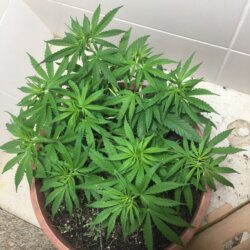Primeira Cannabis - semana 6 - Dia 42