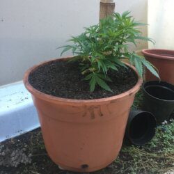 Primeira Cannabis - semana 6 - Dia 39