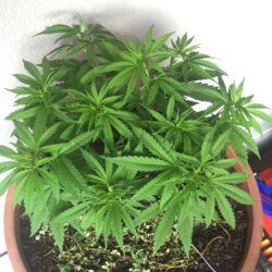 Primeira Cannabis - semana 6 - Dia 41