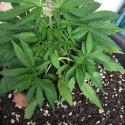 Primeira Cannabis - semana 5 - Dia 30