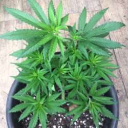 Primeira Cannabis - semana 6 - Dia 37