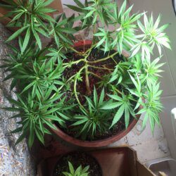Primeira Cannabis - semana 7 - Dia 46