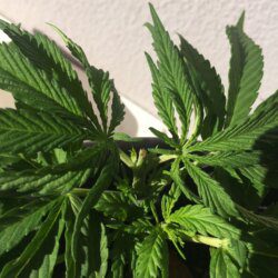 Primeira Cannabis - semana 5 - Dia 29