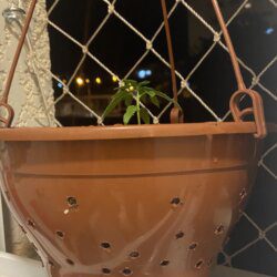 1º Cultivo - Prensado - semana 5 - Vaso furado com chave de fenda esquentada