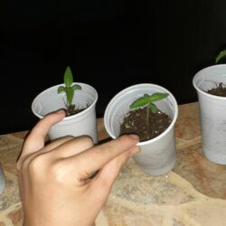 Primeiro cultivo- prensado - semana 1 - 