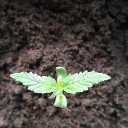 Meu primeiro cultivo - semana 1 - 