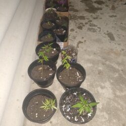 ? - semana 1 - 