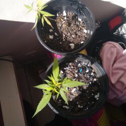 ? - semana 1 - 