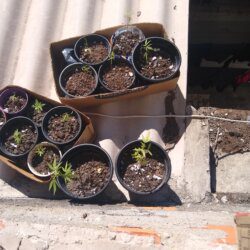 ? - semana 1 - 