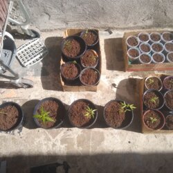 ? - semana 1 - 