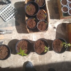 ? - semana 1 - 
