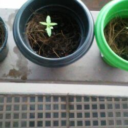 Primeira Plantação - sem 2 - 14 dias