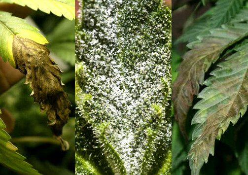 folhas da maconha afetadas por doenças em seu cultivo