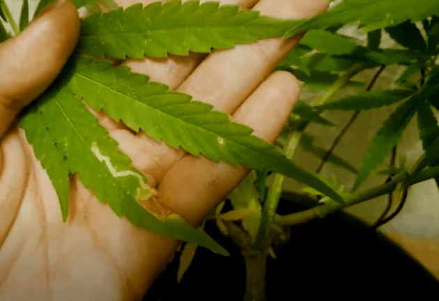 sinais de infestação da larva minadora na cannabis