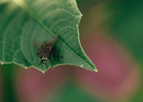 mosca do solo sobre a folha da cannabis